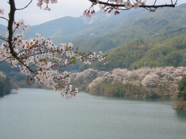 【桜・見ごろ】昭和池公園