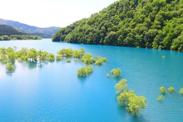 秋扇湖の水没林