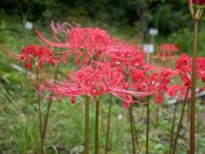 【花・見ごろ】越前町立福井総合植物園　プラントピア　ヒガンバナ