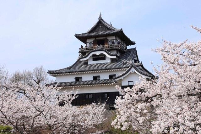 【桜・見ごろ】国宝犬山城2024
