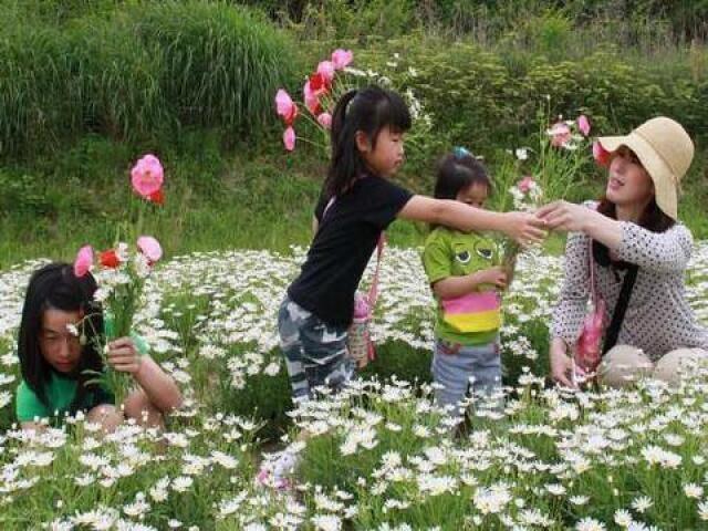 フラワーパーク浦島　マーガレット開花シーズン