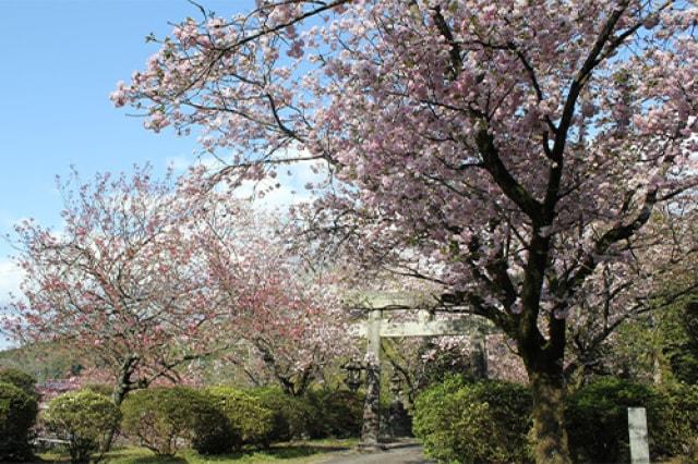 【桜・見ごろ】山田神社（唐船城跡）