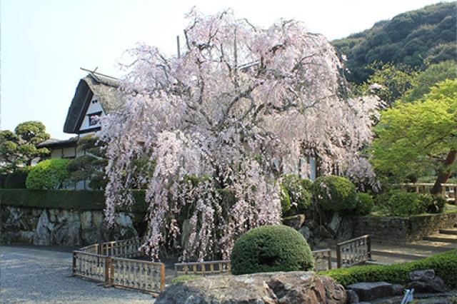 【桜・見ごろ】柿右衛門窯