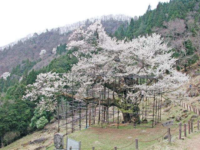 【桜・見ごろ】樽見の大桜