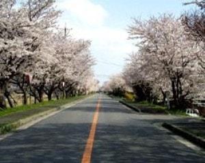 【桜・見ごろ】鍋田川堤桜並木