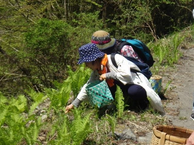 春の山菜探しガストロノミーウォーク  自分で採った山菜が老舗料理旅館のシェフの手で「山のご馳走」に！