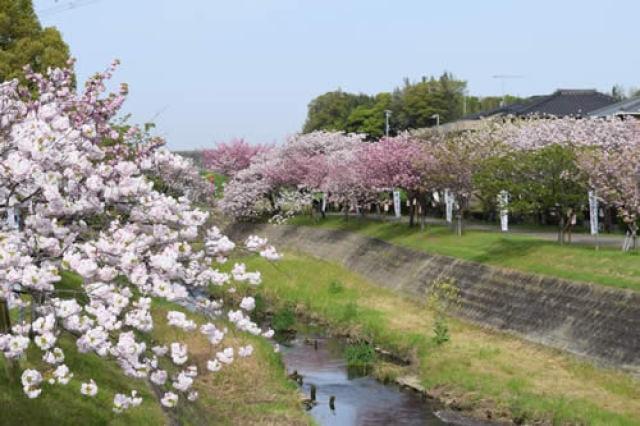 【桜・見ごろ】於大のみち