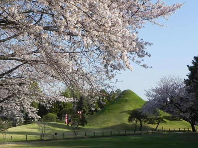 【桜・見ごろ】水前寺成趣園