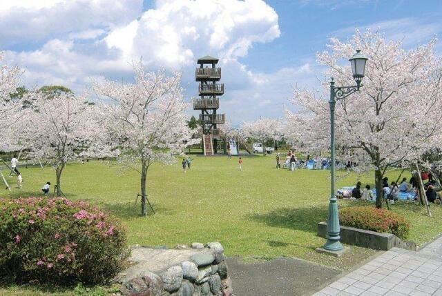 【桜・見ごろ】城山公園（一宇治城跡）