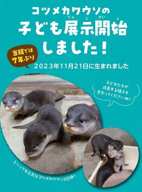 コツメカワウソの子ども展示開始