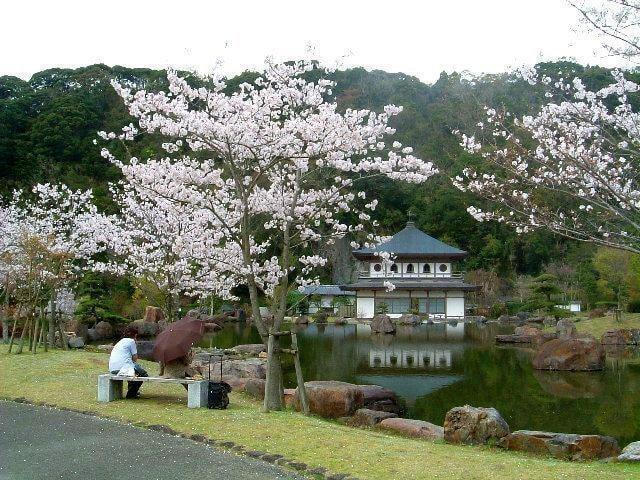 【桜・見ごろ】清水岩屋公園・キャンプ場