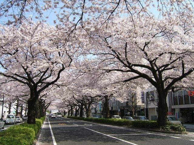 【桜・見ごろ】平和通り