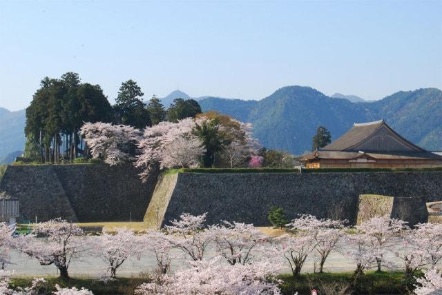 【桜・見ごろ】篠山城