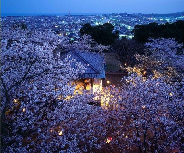 丹鶴城公園（新宮城跡）桜ライトアップ