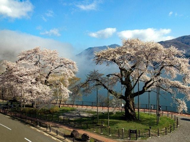 【桜・見ごろ】荘川桜