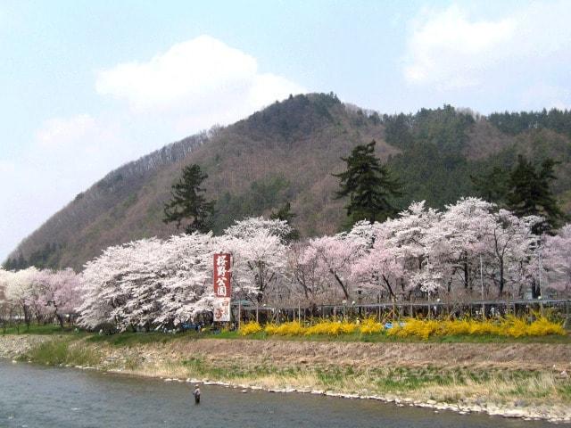 【桜・見ごろ】桜野公園