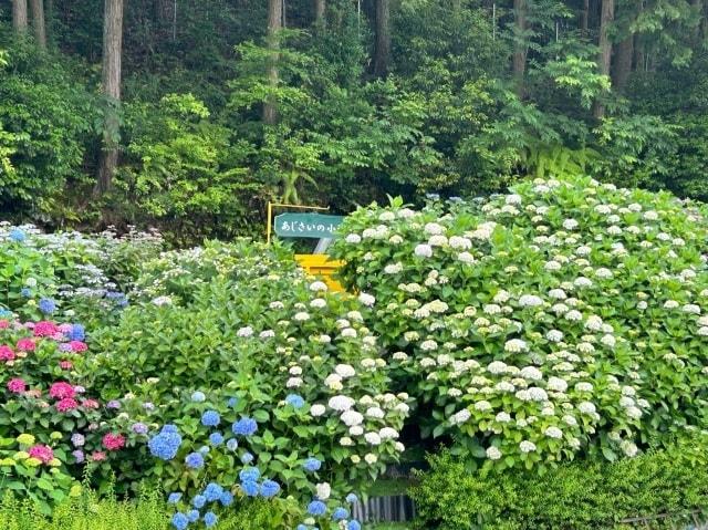 【あじさい・見ごろ】高岡の里 あじさいの小道