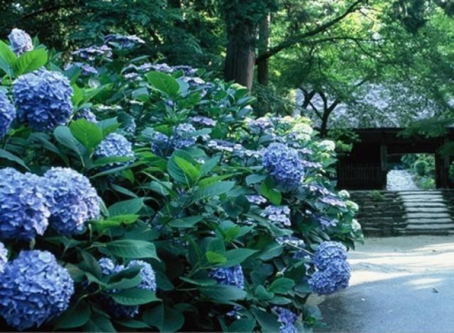 東大寺別院阿弥陀寺　あじさいまつり