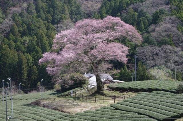 【桜・見ごろ】牛代のみずめ桜