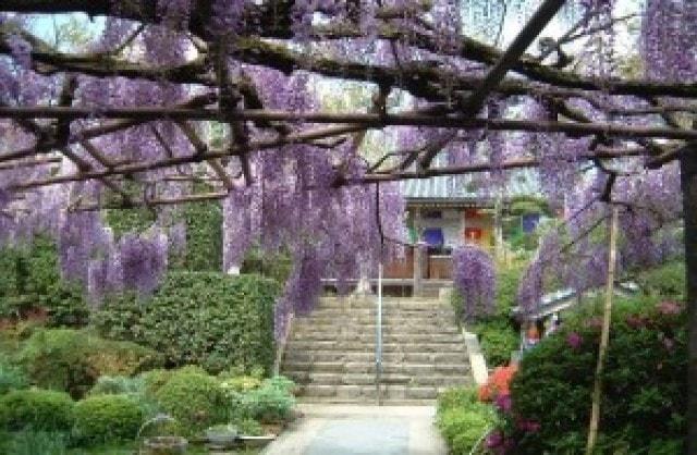 【花・見ごろ】子安地蔵寺の藤