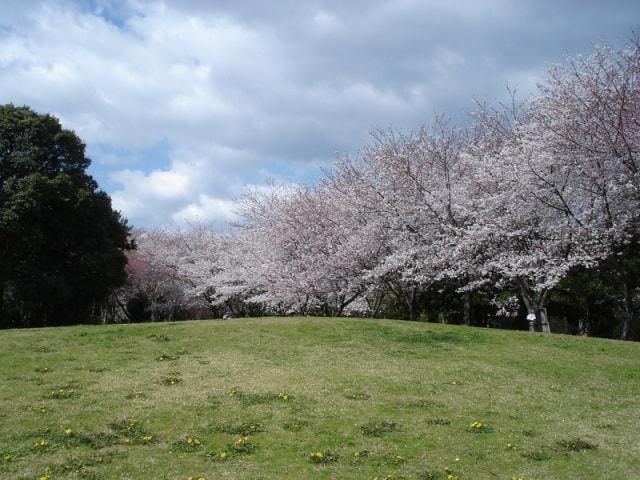 【桜・見ごろ】佐鳴湖公園