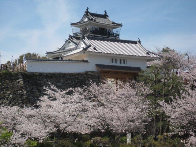 【桜・見ごろ】浜松城