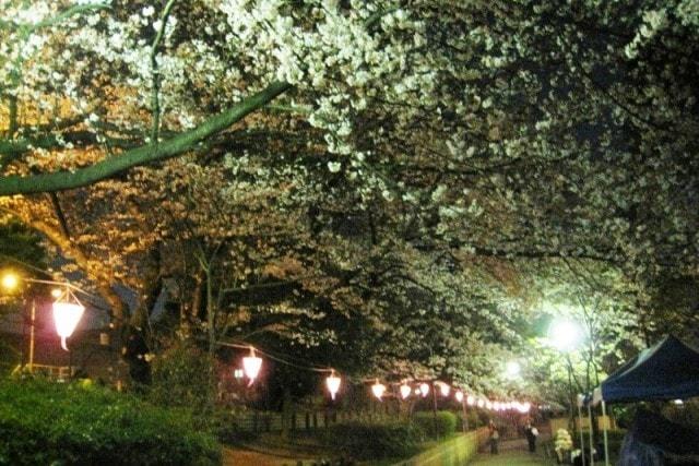 柴島浄水場桜並木通り抜け