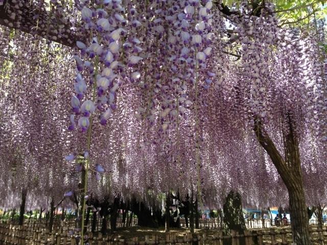 加須市合併15周年記念　加須市騎西藤まつり