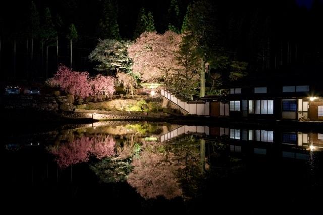 【桜・見ごろ】宮谷の桜