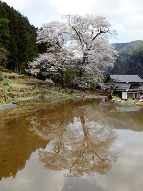 【桜・見ごろ】苗代桜