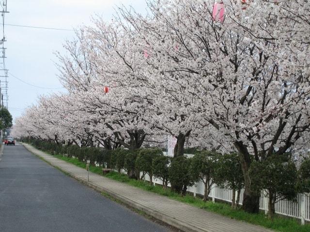 第20回 うわなだ桜まつり