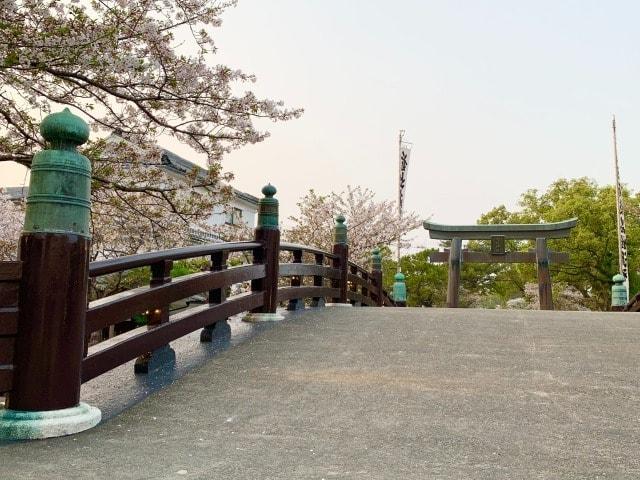 【桜・見ごろ】三柱神社