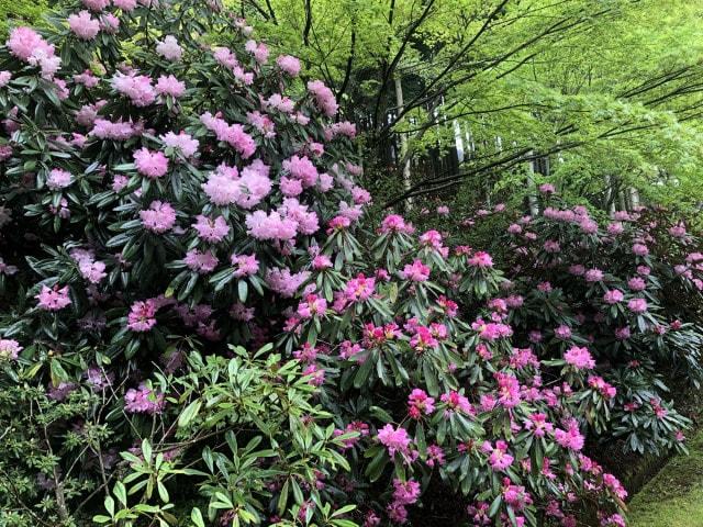 【花・見ごろ】呑山観音寺のしゃくなげ