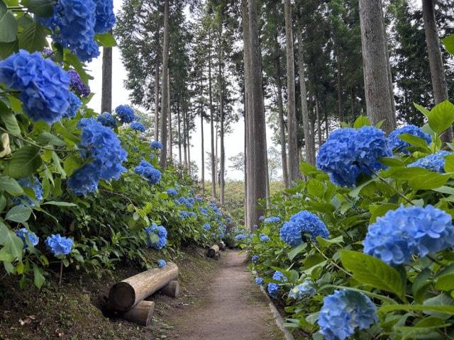 【あじさい・見ごろ】呑山観音寺