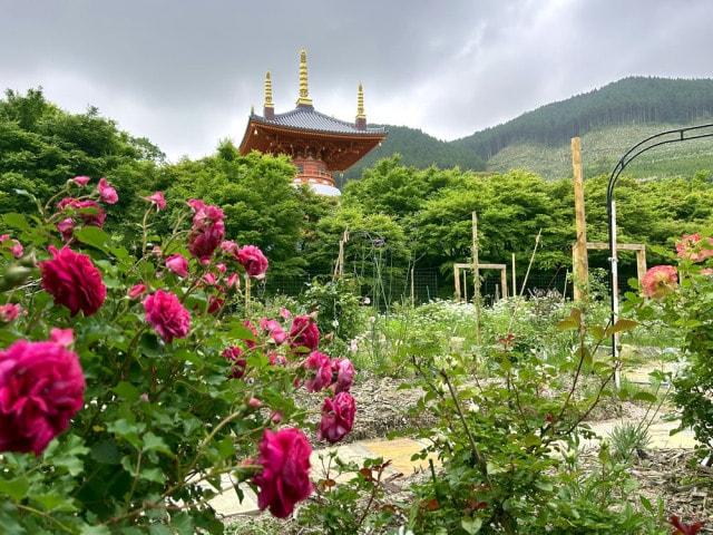 呑山観音寺 薔薇まつり