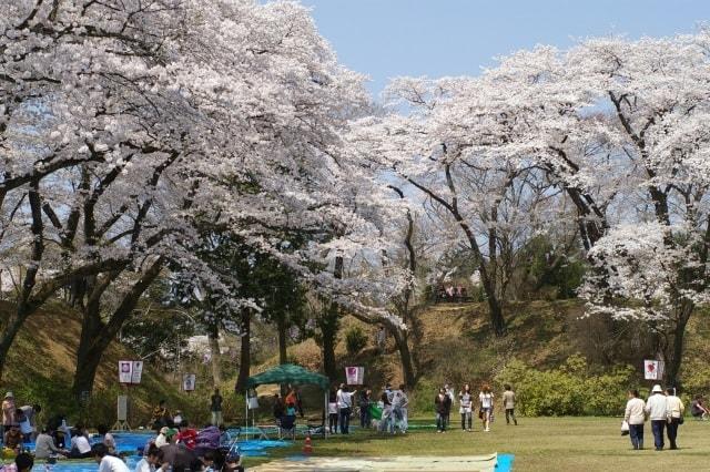 大田原市さくら祭