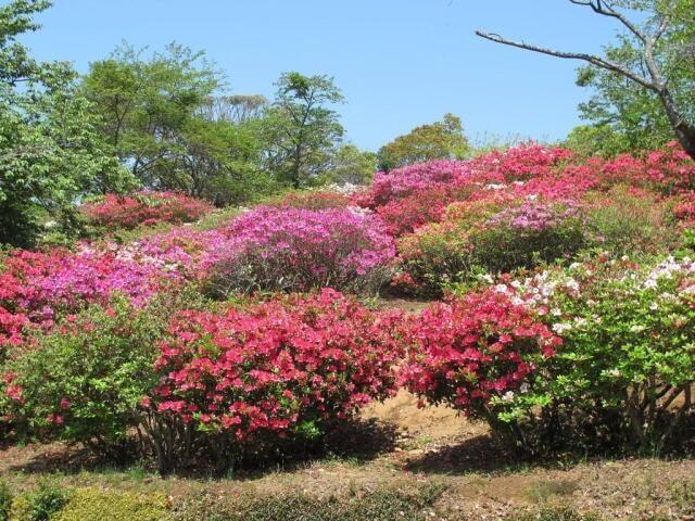 稲佐山つつじまつり