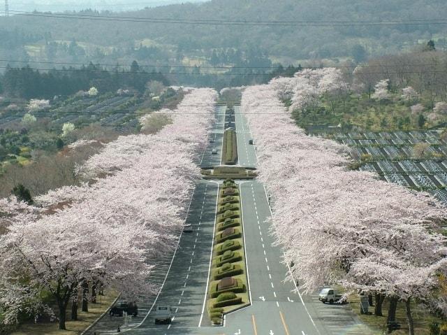 【桜・見ごろ】冨士霊園