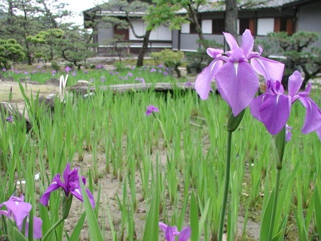 【花・見ごろ】養翠園のカキツバタ