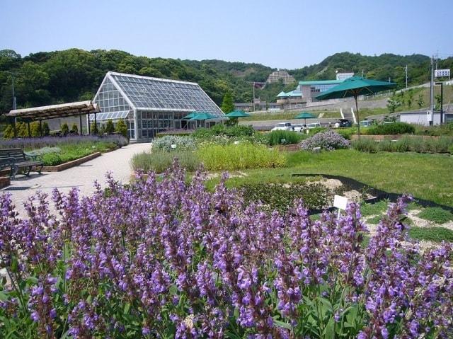 【花・見ごろ】西庄ふれあいの郷ハーブ園