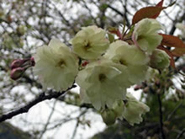 【桜・見ごろ】道の駅ロック・ガーデンひちそう