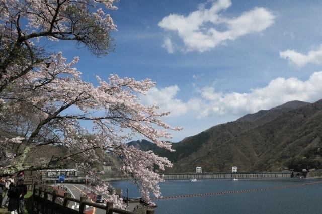 【桜・見ごろ】奥多摩湖