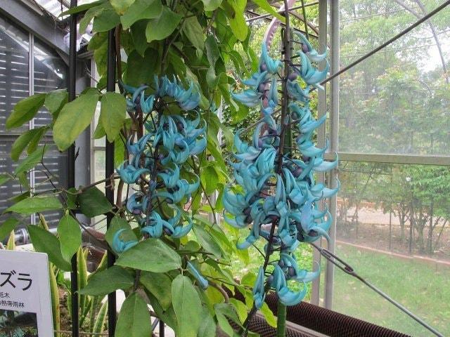 【花・見ごろ】和歌山県植物公園緑花センターのヒスイカズラ