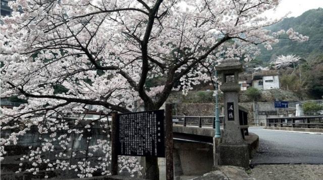 【桜・見ごろ】湯の山温泉