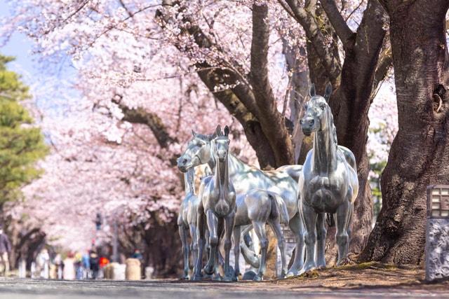 【桜・見ごろ】官庁街通り（駒街道）