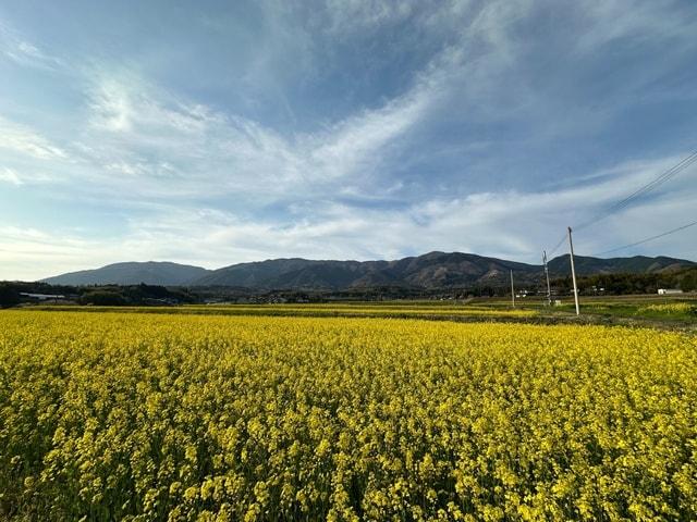 【花・見ごろ】奈義町 菜の花