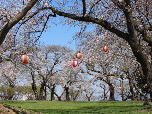 【桜・見ごろ】紫波町　城山公園