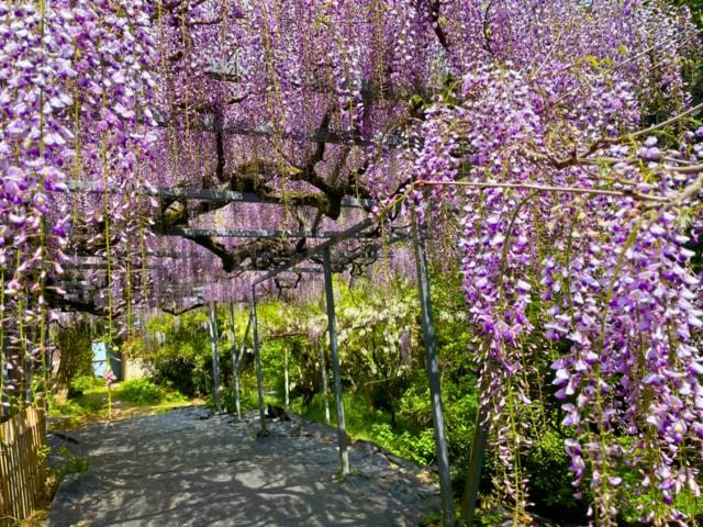 【花・見ごろ】太江寺の藤