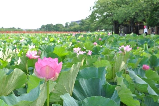 第45回高田城址公園観蓮会