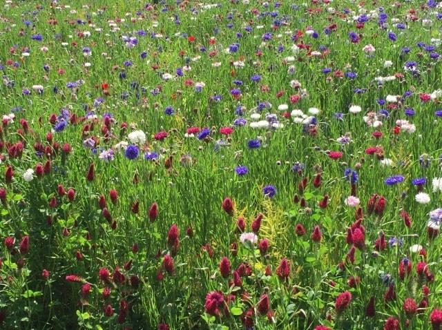 伊勢原市大田　レンゲまつり